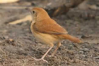 Vosgraszanger - Cisticola troglodytes